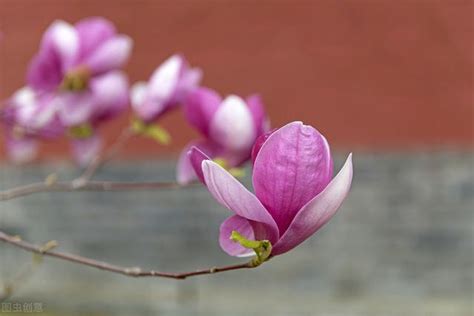 玉蘭花 招陰|【玉蘭花 招陰】玉蘭花招陰？種植前必知的風水禁忌 – 舒嵩沙師傅